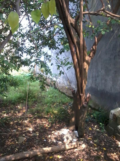 Nghi bé gái hái trộm khế, chủ vườn bắt trói, dọa chém chết